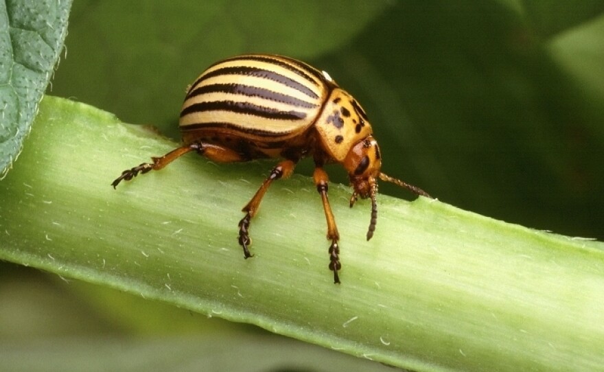 The Colorado potato beetle has long been seen as an invasive and destructive pest.