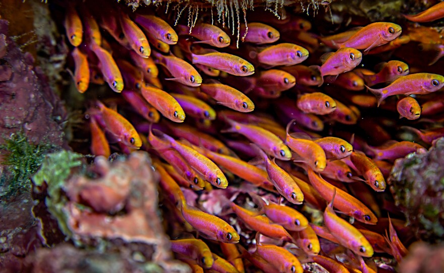 A school of small reef fish, one of many fish species that inhabit these waters.