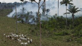Cattle graze in a deforested area near Novo Progresso in the northern state of Para, Brazil, Tuesday, Sept. 15, 2009. 