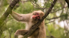 One of the macaques at a Texas sanctuary, where researchers ran tests to see if  the monkeys became germaphobes after experiencing a viral outbreak.