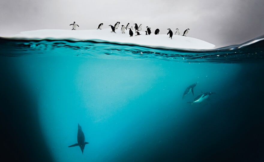 Gentoo and chinstrap penguins — two closely related species of the powerful underwater swimmers — on an ice floe near Danko Island, Antarctica.