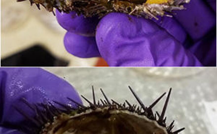 The difference between a healthy urchin that’s nutritious and a starved urchin that’s not worth a sea otter’s time in this undated composite photo.