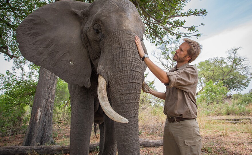 Wildlife Biologist Dr. Mike Chase with adult elephant. Abu Camp, Botswana.