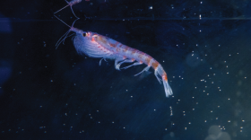Antarctic krill, a shrimp-like crustacean that holds up the food web at the South Pole, were found at a hydrothermal vent off the Antarctic Peninsula during the National Geographic and Rolex Perpetual Planet Southern Ocean Expedition in collaboration with the Schmidt Ocean Institute.