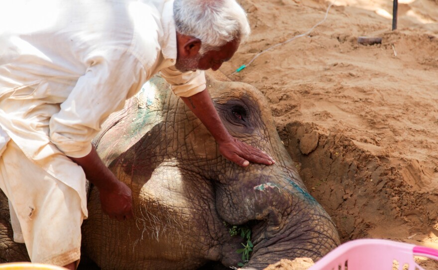 Noor Jehan was poached from her herd in Tanzania, alongside three other baby elephants. And since her capture, Noor Jehan has lived in an enclosure near a busy road, her only company, a fellow captive elephant, Madhubala.