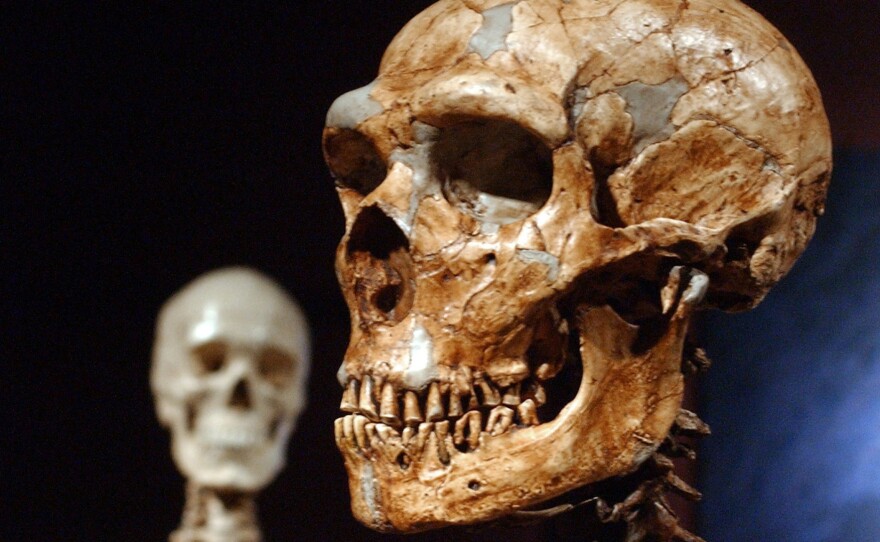A reconstructed Neanderthal skeleton, right, and a modern human version of a skeleton, left, on display at the Museum of Natural History in New York in 2003. A new study confirms that early humans who lived in colder places adapted to have larger bodies.