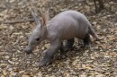 In this photo released by the San Diego Zoo Wildlife Alliance, an aardvark cub explores her habitat at the San Diego Zoo on June 10, 2022. For the first time in more than 35 years, an aardvark pup has been born at the zoo. The female, which has not yet been named, was born May 10.