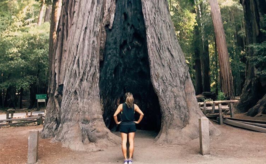 Big Basin Redwoods State Park, captured by Stephanie Wu.