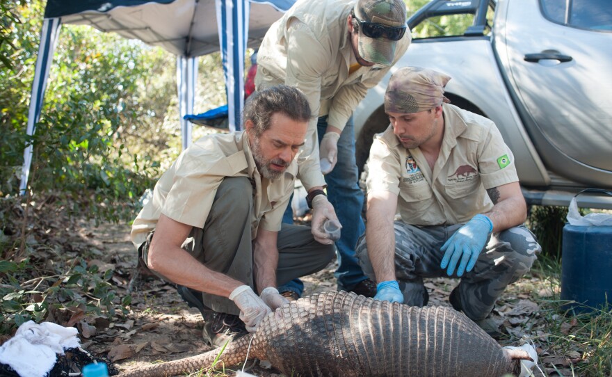 Biologists Arnaud Desbiez and Gabriel Massocato and vet Danilo Kluyber check the general health of a Giant armadillo and collect samples. Mato Grosso do Sul, Brazil.