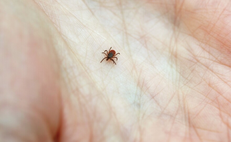 The culprit: Lyme disease is caused by the bite of a blacklegged tick.