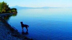Jean-Luc Godard's dog, Roxy, is prominently featured in <em>Goodbye to Language, </em>wandering through the countryside, conversing with the lake and the river.