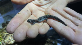 Frosted flatwoods salamanders, or "frosties" as they're lovingly called, are one of the most imperiled amphibians in the U.S.