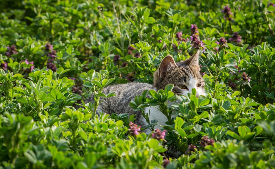 Scotland Yard wrapped up a near three-year-long investigation into cats mutilation in the U.K., saying wildlife was the likely culprit.