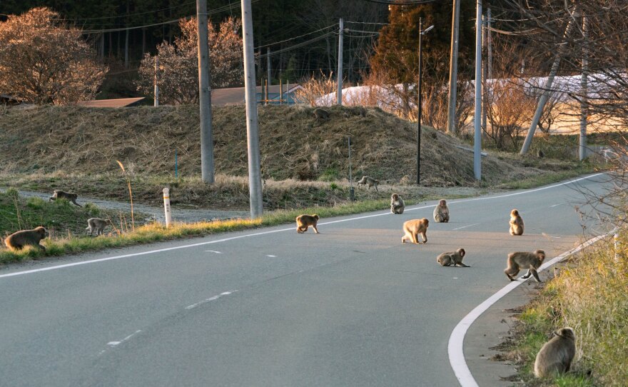 A troop of monkeys scampers across a road in Fukushima prefecture.