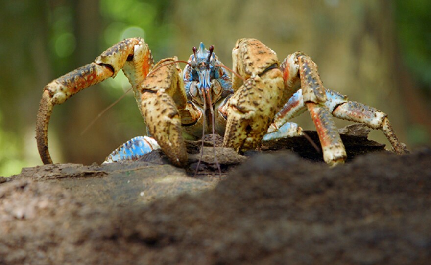 Coconut crab on a tree log in Christmas Island. From episode one “Hunger Wars.”