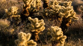 Cholla Cactus, Mason Valley, Anza-Borrego Desert State Park (1995) Bill Evarts. This photograph is featured in the Ecosystems of San Diego County exhibit at The San Diego Natural History Museum 