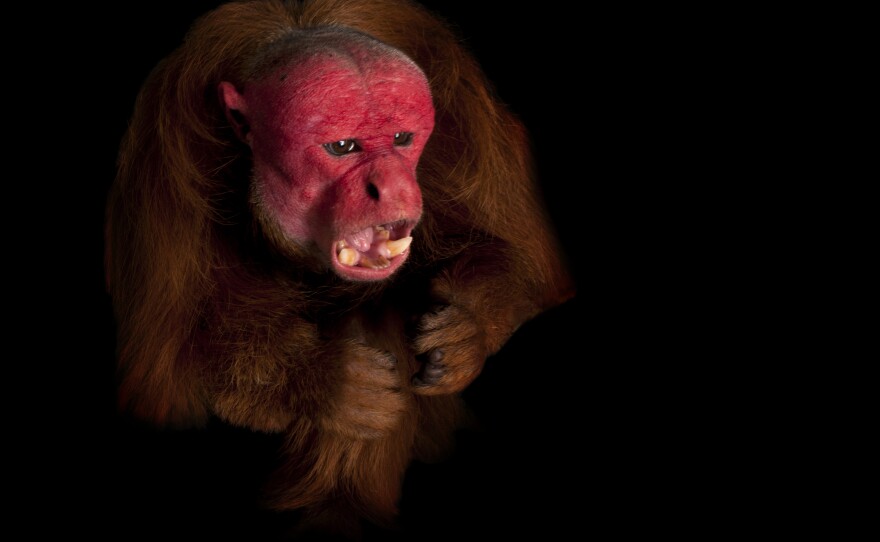 This rare red uakari monkey was photographed at the Los Angeles Zoo. "This fellow is one of the last males in captivity in this hemisphere," writes Sartore.