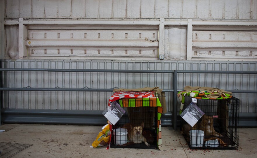About 10 animals at the Cleveland County Fairgrounds shelter have been reunited with their owners.