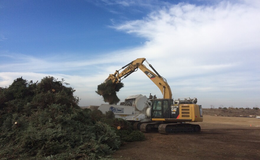 San Diego Offers Free Christmas Tree Recycling KPBS Public Media