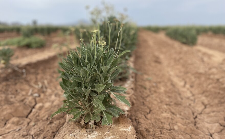 Farmer Will Thelander has begun growing a less water intensive desert crop called guayule that produces a natural rubber for tires.