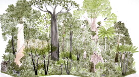 This is one of 12 rain forest landscapes by Abel Rodriguez, part of his ink-and-watercolor series <em>Ciclo anual del bosque de la vega</em> (Seasonal changes in the flooded rain forest).<strong> </strong>