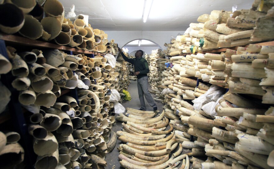 A Zimbabwe National Parks official inspects the country's ivory stockpile at the Zimbabwe National Parks Headquarters in Harare in June. A new survey shows a rapid decline in Africa's savanna elephants, as international and domestic ivory trades continue to drive poaching across the continent.