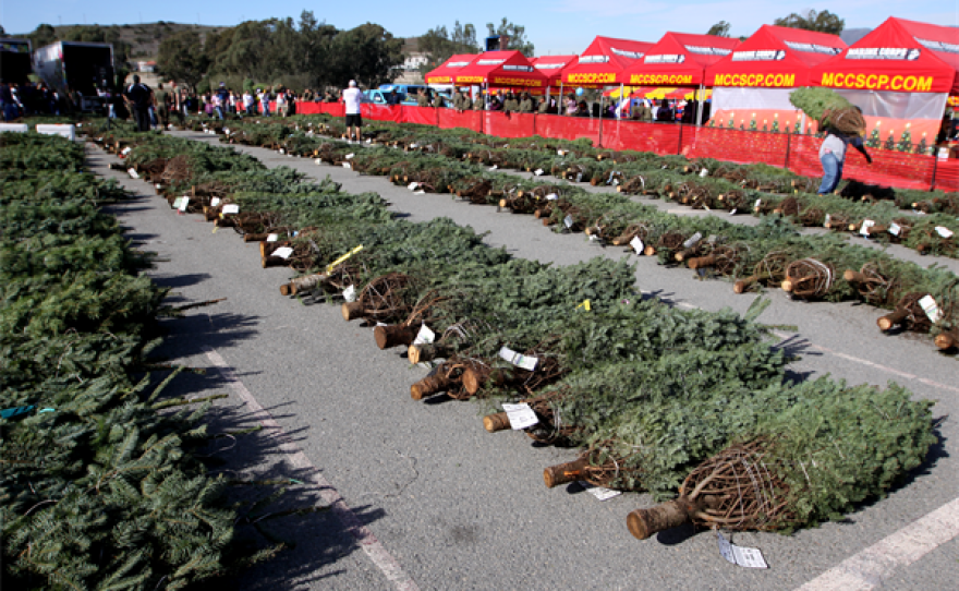 Camp Pendleton Families To Receive Free Christmas Trees KPBS Public Media