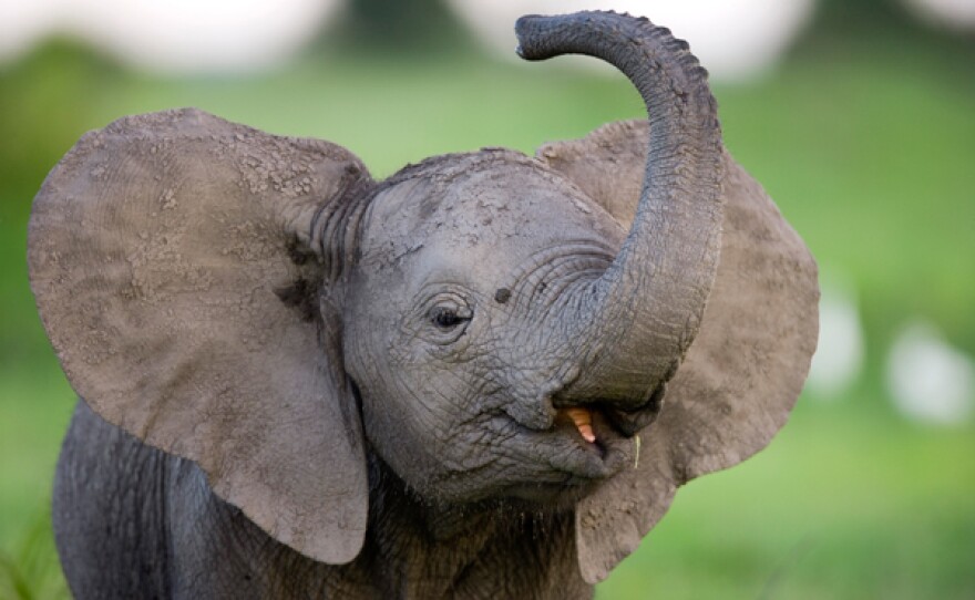 Elephant calf (Loxondonta Africana) displaying and playing in Botswana’s Okavango Delta.