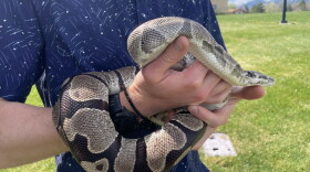 Pythons have several unusual traits that scientists are studying for potential clues for treating human disease.