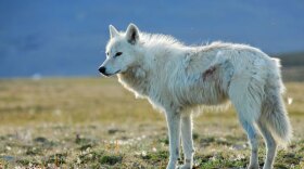 This film follows the perilous parenthood of two species — white gyrfalcons and Arctic wolves — on Canada’s remote Ellesmere Island, where winter lasts nine months and raising young in such a hostile environment is a daily struggle. Pictured: A white wolf.