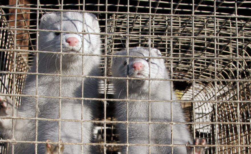 Minks at a mink farm.