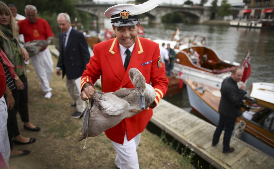 Britain's Swan Marker, David Barber, prepares to put a swan back into the Thames River on July 20, 2015. The annual "swan upping" ceremony dates back to the 12th century. Barber counts the number of cygnets on the river to ensure that the swan population is maintained.