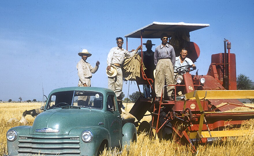 Norman Borlaug (behind steering wheel) with Mexican field technicians who contributed to early seed production of improved wheat varieties, in a field near Ciudad Obregón, Sonora, northern Mexico, c. 1952.