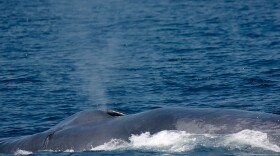 There are only about 10,000 blue whales left worldwide, with 2,000 in the northeastern Pacific Ocean.