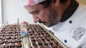 Julien Simonis, Programme Manager for Cacao of Excellence, smells and meticulously inspects halved cocoa beans during a physical quality evaluation at the laboratory in Perugia. This sensory and visual assessment allows for the immediate verification of fermentation levels and the identification of aromatic potential or internal defects in the samples