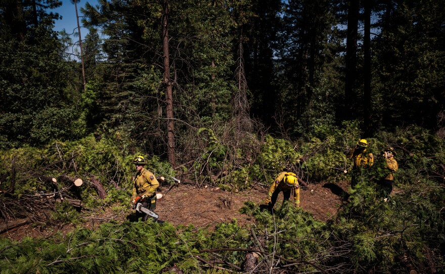 Members of the National Guard's Task Force Rattlesnake clear brush and small trees to create a fireline, to deprive any fast-moving fire of fuel.