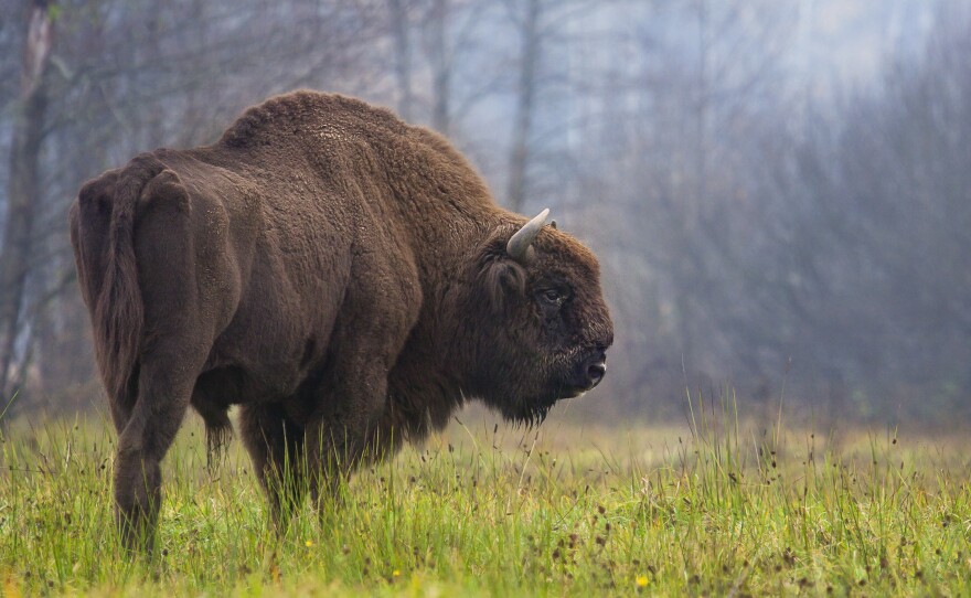 A modern European bison from the Białowieża Forest in Poland.