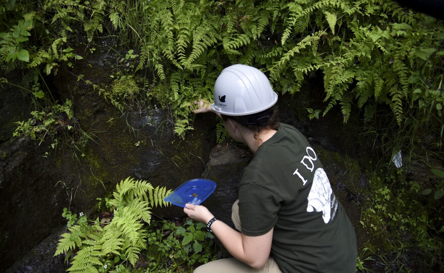 Ally Whitbread carefully places Chittenango ovate amber snails into their new waterfall habitat.