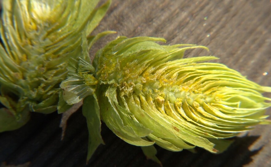 Close-up photo of lupulin, the yellow substance found on the flowers of the female hop plant.