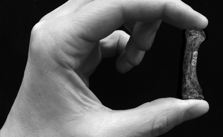 An example of a human precision grip — grasping a first metacarpal from the thumb of specimen of Australopithecus africanus that's thought to be 2 to 3 million years old.