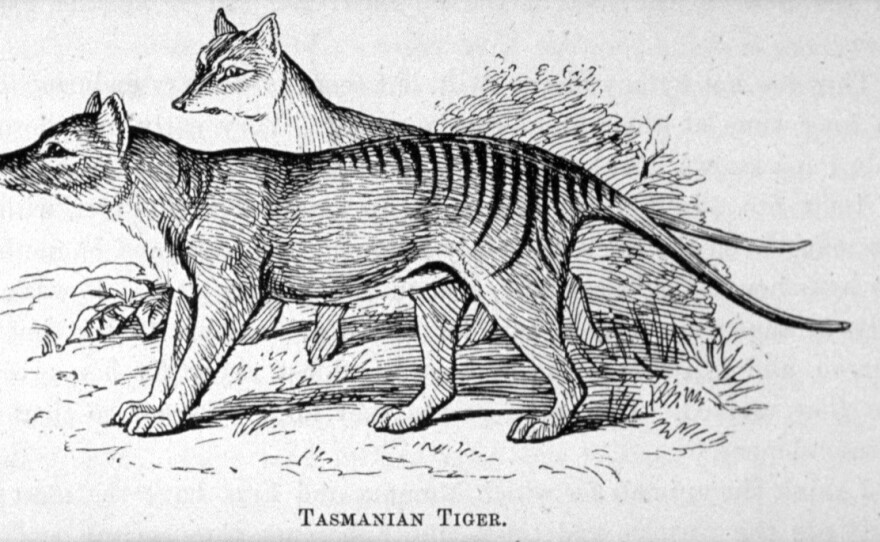 The Thylacinus cynocephalus, a masupial known by many by the name "Tasmanian tiger," has been merely the stuff of sketches for decades. Here is a print of the animals first published in Louisa Anne Meredith's 1880 Tasmanian friends and foes: feathered, furred and finned.