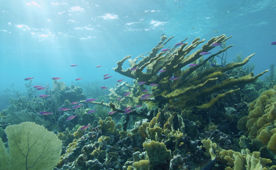 Reef fish swim past large Elkhorn coral. Lime Caye, Belize.