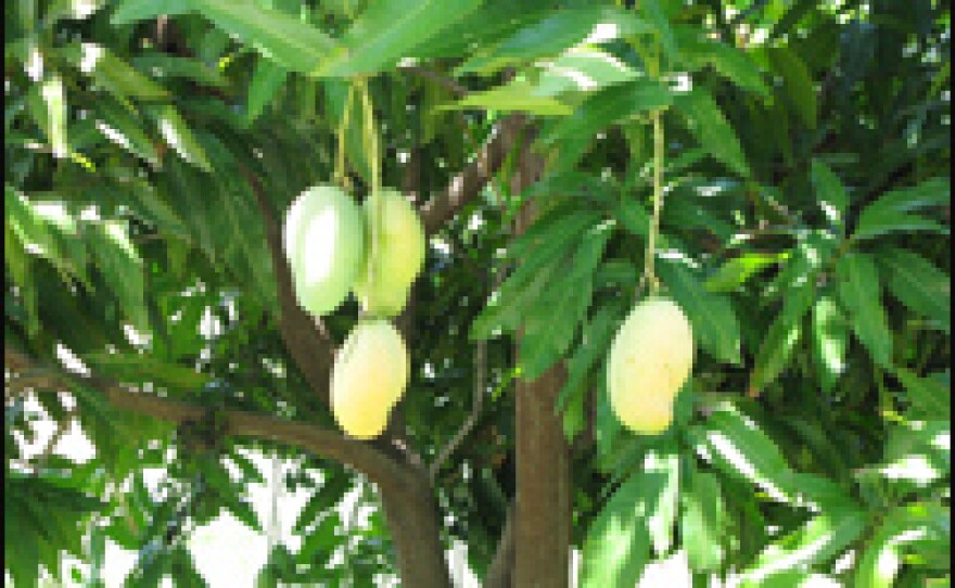 Mangoes ripen on a tree in Port-au-Prince. A tree like this can produce up to $150 in income for a Haitian farmer, making it too valuable to cut down.