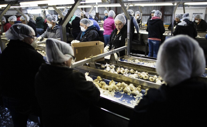 Workers pull out cosmetically defective garlic (that will be processed separately) at the Christopher Ranch processing plant in Gilroy, Calif. About 6 percent of its garlic is bought from China; the rest is homegrown.