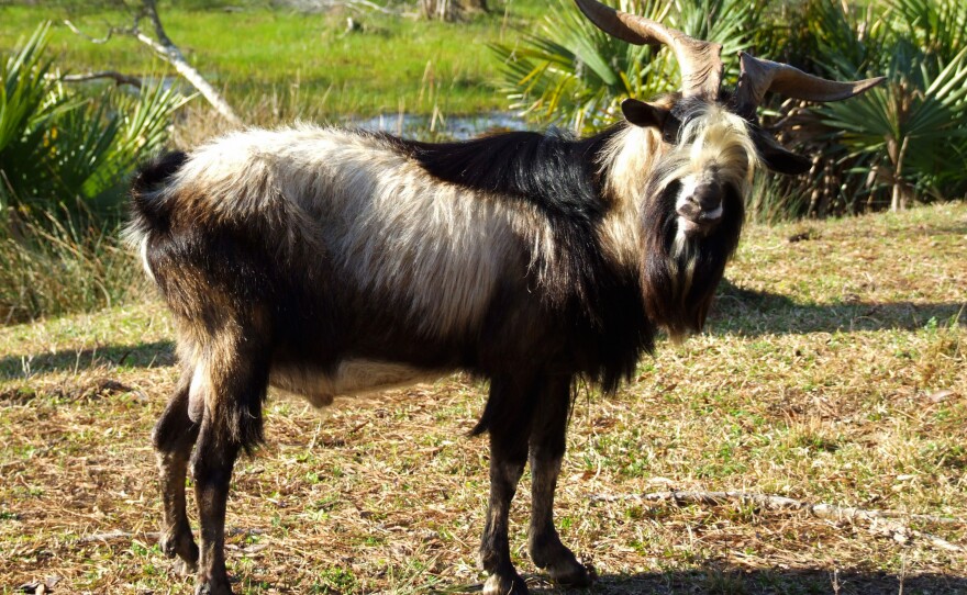 Spanish goat is on the conservancy's watch list.