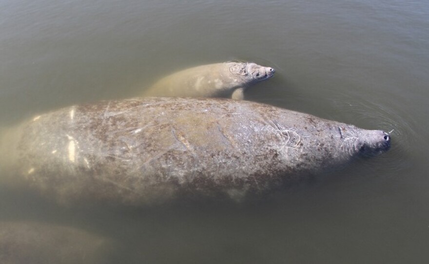 More than 120 manatees have died in Florida's Indian River Lagoon in the past year.