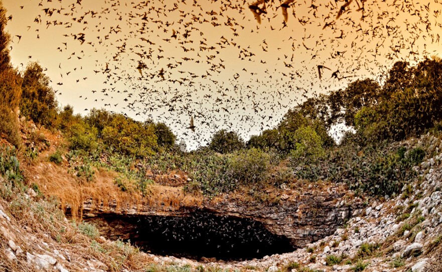 Bracken Cave Preserve in Texas
