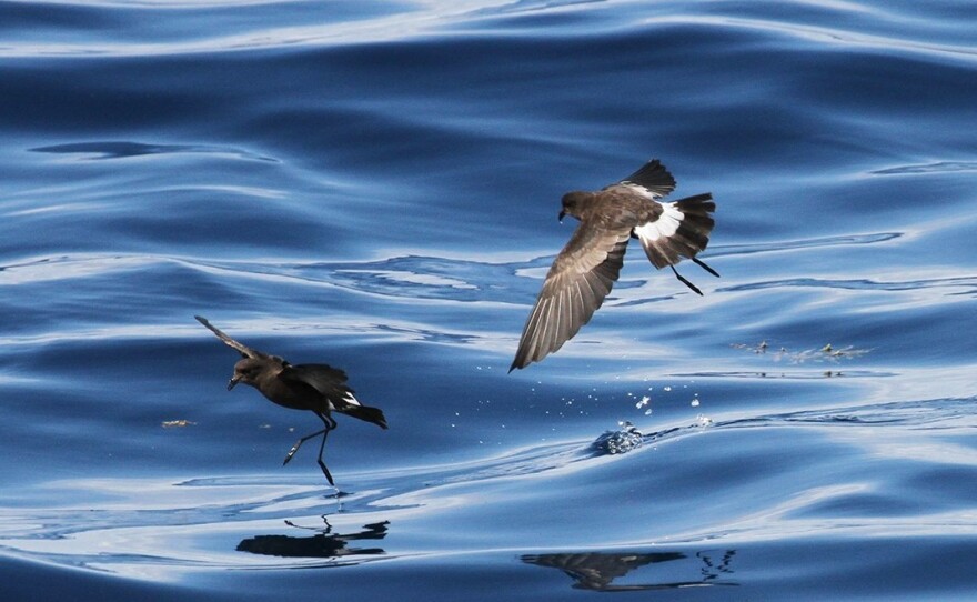 Wilson's Storm-Petrel at the edge of the Gulf Stream east of Cape Hatteras, N.C., on Aug. 8, 2015,
