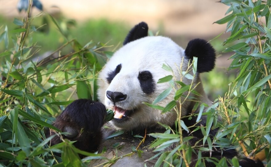 A panda at the San Diego Zoo, March 2, 2008.