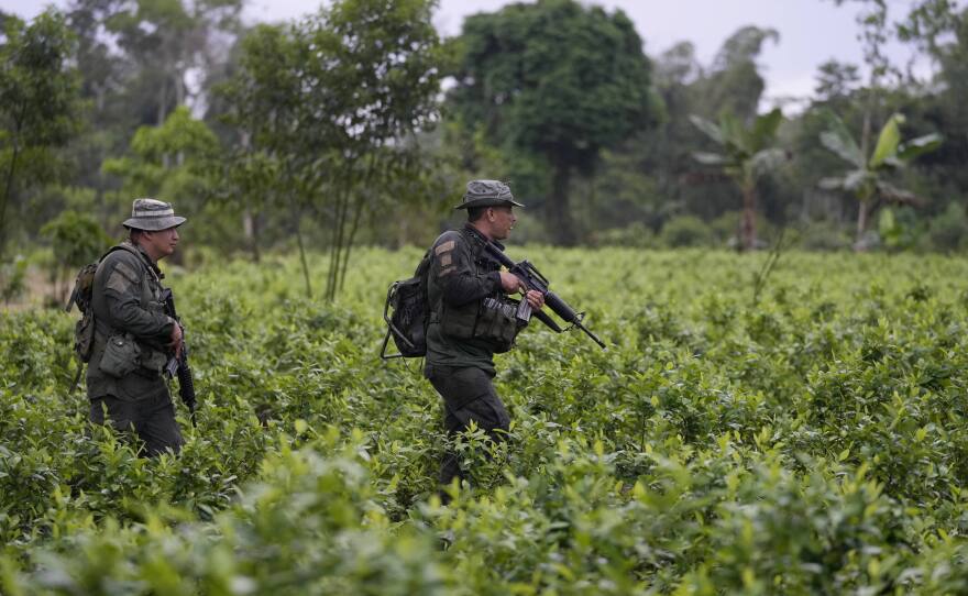 Anti-narcotics police walk through a coca field in La Hormiga, Putumayo, Colombia, on April 9. The country's efforts in the U.S.-led war on drugs have played a key role in Colombia's close relationship with Washington.